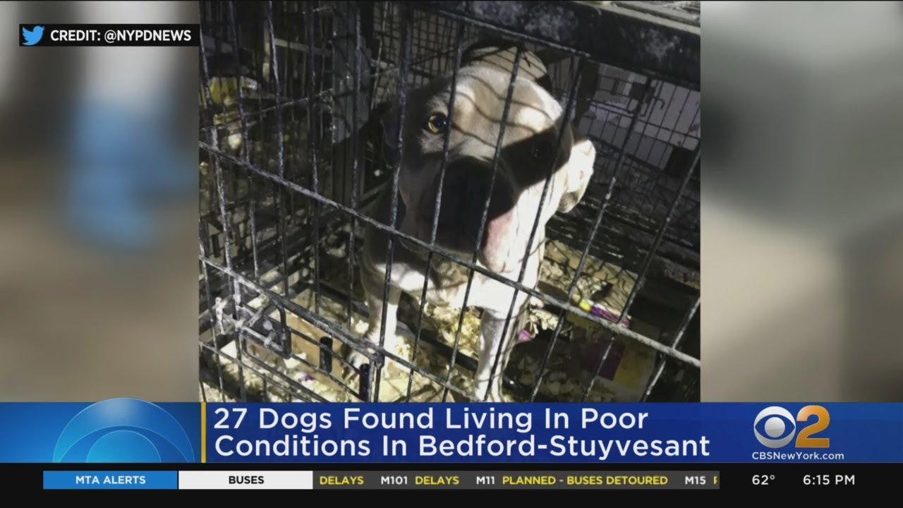 Dozens of dogs found living in poor conditions in Bed-Stuy - YouTube