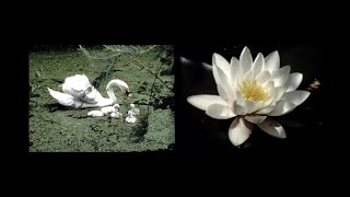 One Home To Another - trailer | IFFR 2023