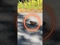 No Way! These Birds Think They're Michael Jackson's Backup Dancers #Shorts