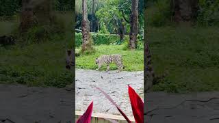 White tiger #tiger #tigerreserve #nationalanimalofindia #indiansafari  #india #chennai #wildlife