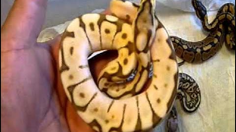 pastel lesser 2010 and the lesser bee