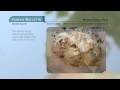 Science Bulletins: Making Fossils Hear