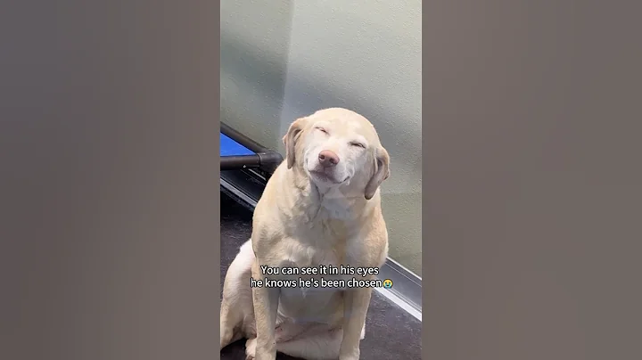 Dogs reactions after getting adopted ❤️😭 #foryou #dog #doglove #fyp #love