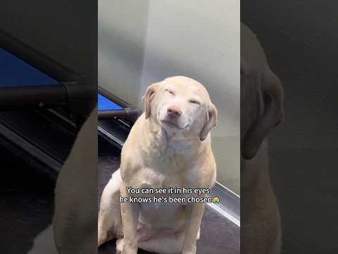 Adorable Dogs React to Getting Adopted