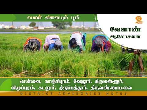 Chennai, Kanchipuram, Vellore, Thiruvallur, Viluppuram, Cuddalore, Tirupathur | Agri Advisories