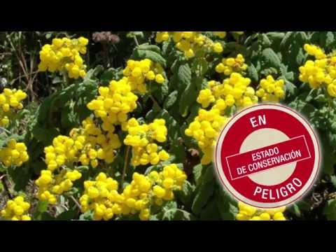 Video: Calceolaria 