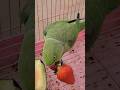Strawberry Lover Parrot #ytshorts #shorts #aayrashivay