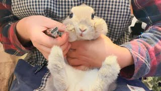 店員さんにむぎゅーってされながらも黙々と爪切りを耐え忍ぶうさぎさん…