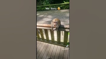 Attempted robbery in Monkey Forest 🙈 Ubud, Bali #shorts #bali #youtubeshorts #monkey #monkeys #fyp