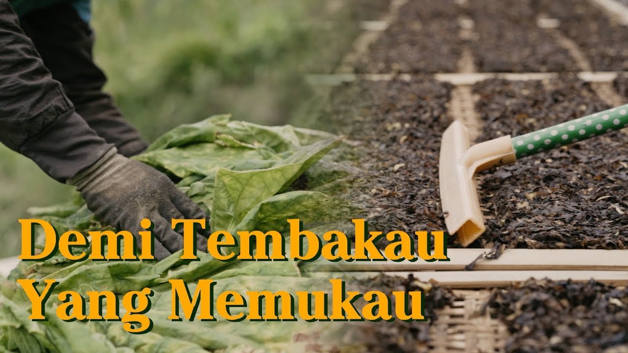 ZONA KREATIF #15 Antara Petani dan Tembakau (Part 1/2)