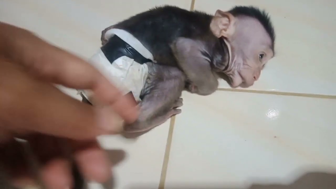 BABY MONPAI LUCU || NGAMBEKNYA BIKIN GEMES 😄