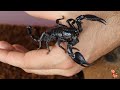 🦂 Escorpión Vietnamita de Bosque Asiático (Heterometrus silenus) - Anteriormente H. petersii 🦂