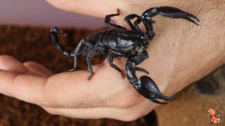 Vietnamese Asian Forest Scorpion (Heterometrus silenus)  Formerly H. petersii