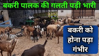 Bakri palak na kare ye galti   Ramawat goat care