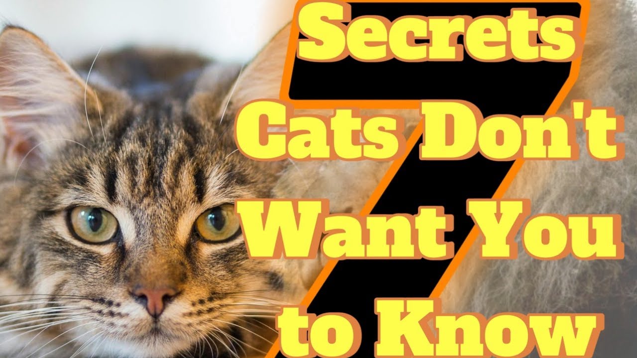 7 Secrets Cats Don’t Want You to Know YouTube