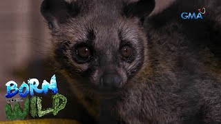 Rescuing an injured Asian palm civet | Born to be Wild