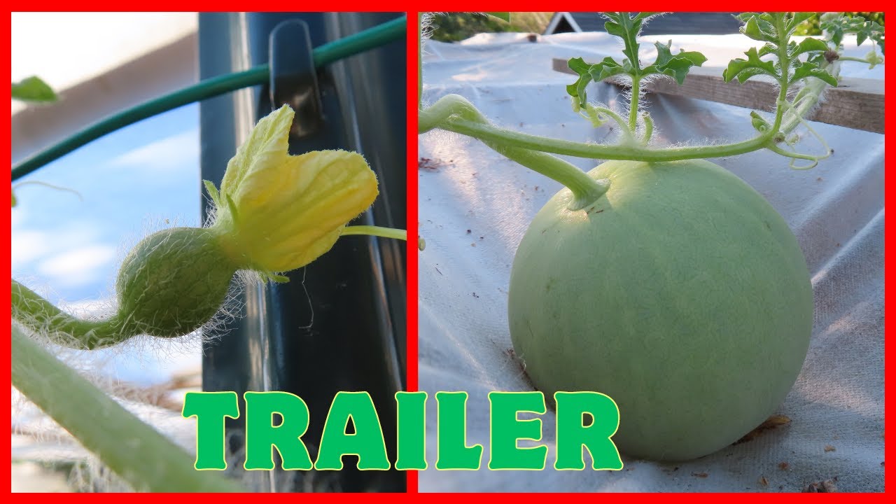Watermelon Growing Photo Time Lapse Trailer YouTube