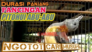 DURASI PANJANG❗PITOHUI KEPALA ABU-ABU GACOR PANCINGAN PITOHUI,CUCAK EMAS PAPUA CEPAT BUNYI