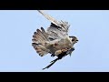 Сокол САПСАН атакует Голубя /Falcon Peregrine attacks pigeons