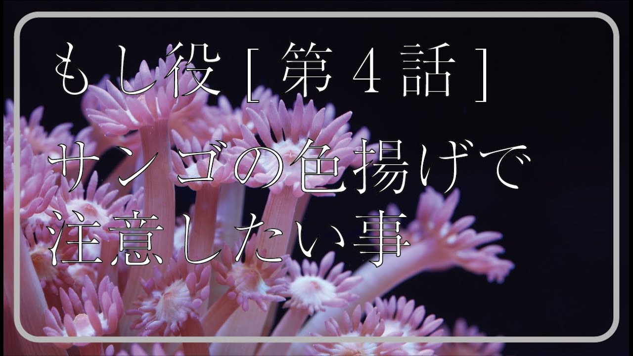もし役【第4話】サンゴの色揚げで注意したい事