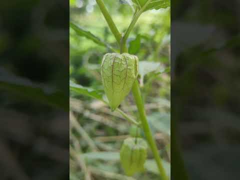 ভিডিও: গোল্ডেন ক্রিপার প্ল্যান্টস - ল্যান্ডস্কেপে কীভাবে গোল্ডেন ক্রিপার বাড়ানো যায় তা শিখুন