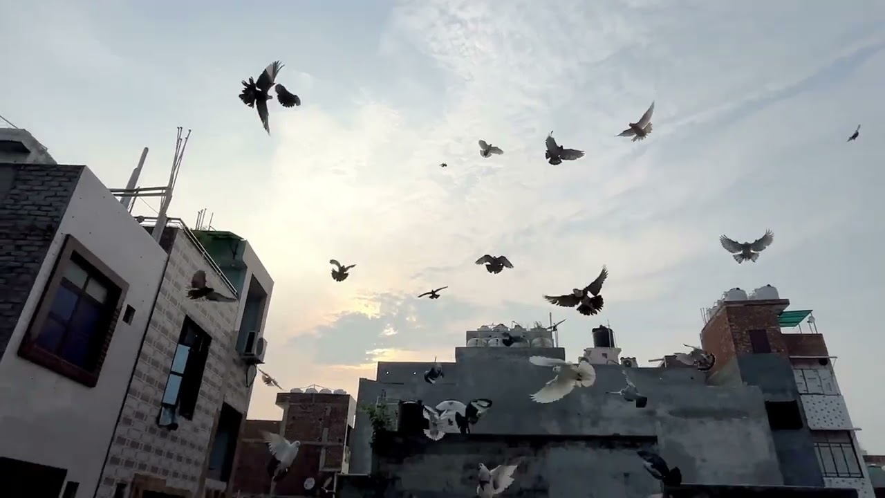 Full ladaiya 🕊️🕊️❤️‍🔥