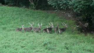 Rusa deer in Mauritius