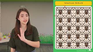 Tarantula Arrays - 3rd Grade