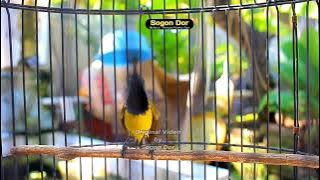 SUARA BURUNG SOGON GACOR INI PANDAI AJAK SOGON TROTOL GACOR CEPAT NYAUT DAN NEMBAK PANJANG