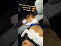 #JRT🐶🐾🐾Jack Russell Terrier 🐕#YT trend✨️#YT short▶️#can't deal with ppl no more🤡