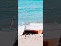 جيتك يابحر قلبي عامر جيتك يابحر قلبي عامر