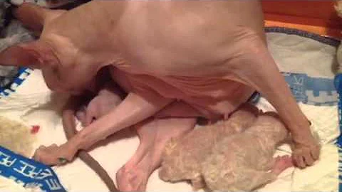 Video 297531: peterbald kittens, cat kitten, born baby kitten