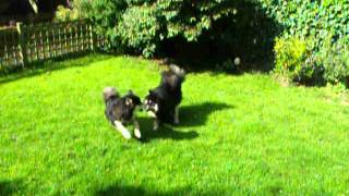 TabanyaRuu Kimi, Back at Dogs to Stay by Simon Brown 53 views 9 years ago 2 minutes, 7 seconds