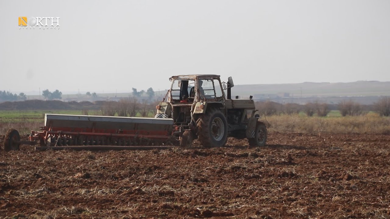 مزارعون في الحسكة يتوجهون لزراعة الكمون