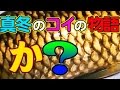 真冬の夜のコイ 塩焼き River-fishing Catch & Eat