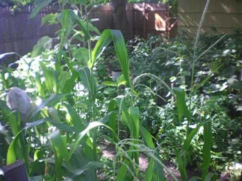 growing popcorn