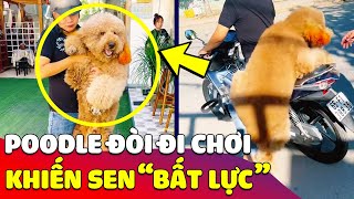 Bé Poodle 'THÍCH ĐI CHƠI' khiến con Sen 'ĐAU VÍ' vì tháng nào cũng phải sửa xe  Gâu Đần