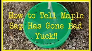 How to Tell When Maple Sap Goes Bad