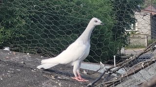 Prawdziwy Gołębiarz/Łapacz nigdy nie odpuszcza 💪 Trzeci rok wypuszczam gołębie na komuni 😍 🕊 🙂 👍