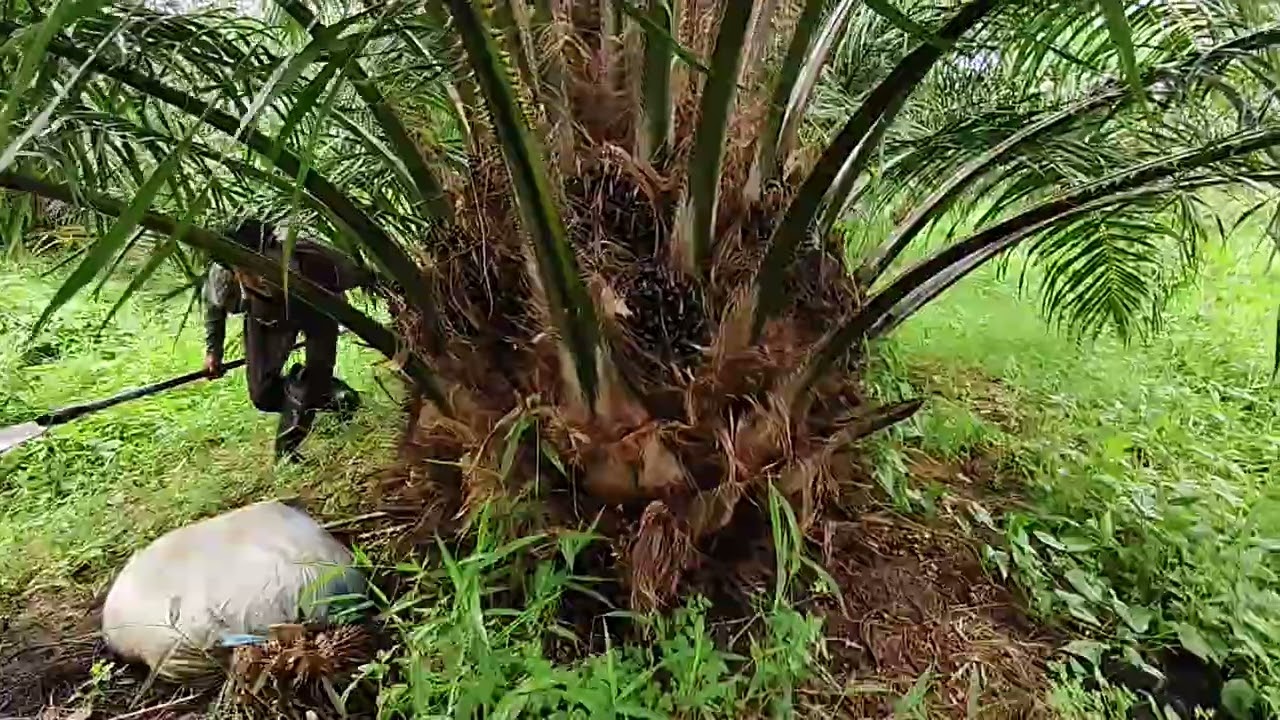 วันนี้ตัดปาล์ม ซีหราด เอลิท 3ปี2เดือน ปลูกที่ สกลนคร สวนนี้เน้นขี้ไก่และน้ำหมัก