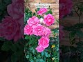 Pink rose #rose#rosecare #tamilgardening #tamiltrending #uktamil #uktamilvlog