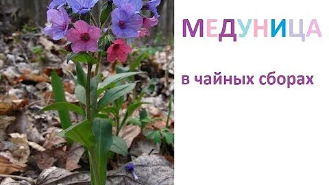120. Чай из МЕДУНИЦЫ. МЕДУНИЦА - лечить дыханье материца)