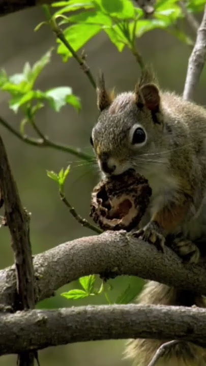 Explore Nature Now Nature Documentaries Rodent Ardilla Squirrell Rodent #explorenaturenow
