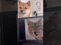 豆柴ロコンの可愛い集3 #柴犬 #dog