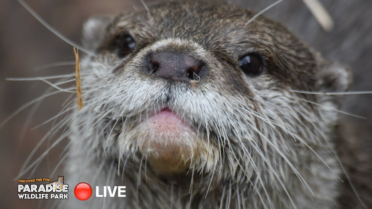 Meet the Asian Short-Clawed Otters: LIVE 🔴 - YouTube