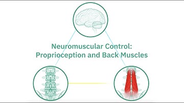 Neuromuscular Control: Proprioception and Back Muscles