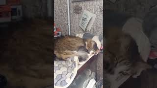 Лежбище Котов!!! 🐱🐱 🐱#кот #животные #милота #красота #релакс #отдых