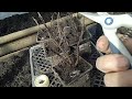 ОБРЕЗКА  МЕТЕЛЬЧАТЫХ  ГОРТЕНЗИЙ.