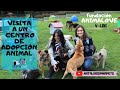 Visita a un centro de adopción animal - Fundación Animal Love