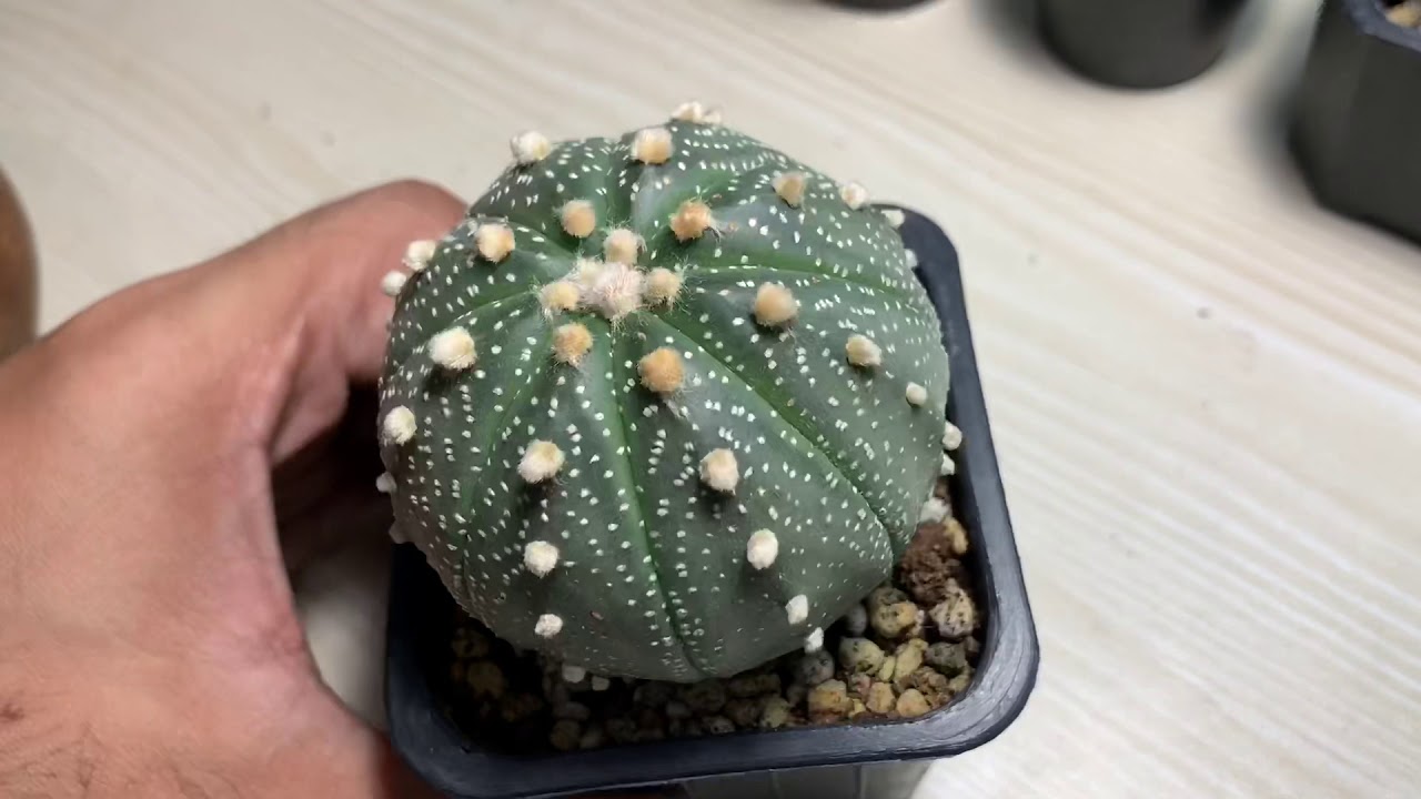 Cactus Haul (Astrophytum Asterias and Gymnocalycium) - YouTube